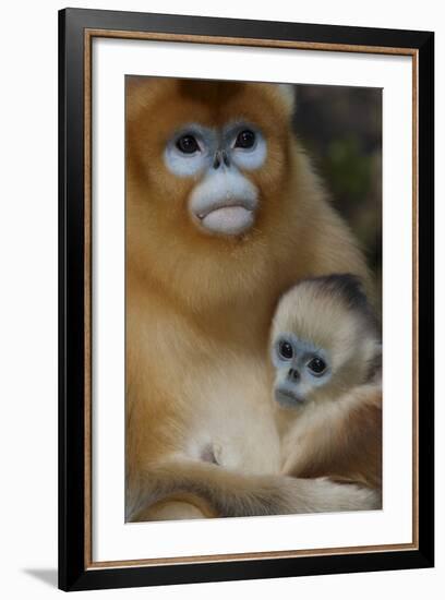 Quinling Golden Snub Nosed Monkey (Rhinopitecus Roxellana Qinlingensis)-Florian Möllers-Framed Photographic Print