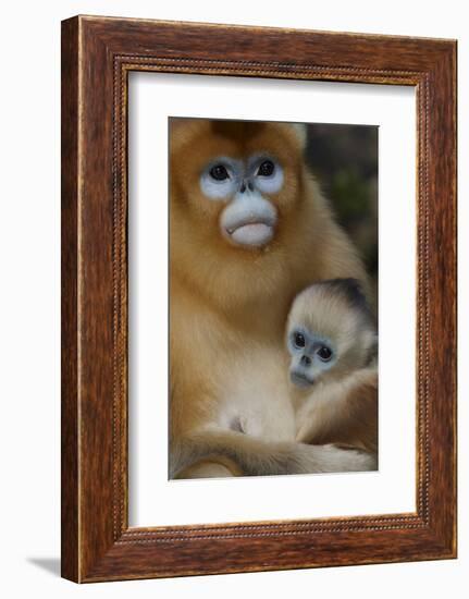 Quinling Golden Snub Nosed Monkey (Rhinopitecus Roxellana Qinlingensis)-Florian Möllers-Framed Photographic Print