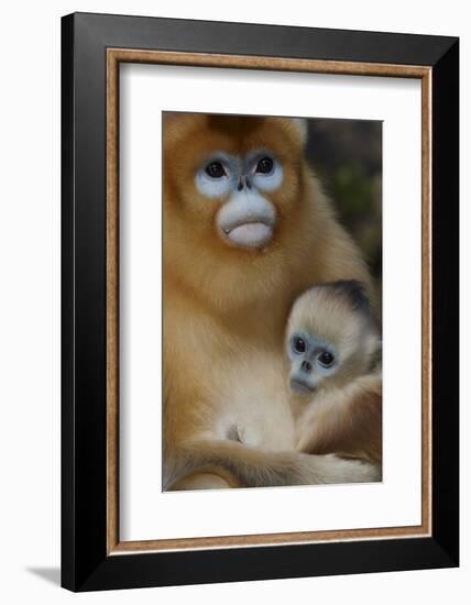 Quinling Golden Snub Nosed Monkey (Rhinopitecus Roxellana Qinlingensis)-Florian Möllers-Framed Photographic Print