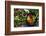 Quinoa Salad-somegirl-Framed Photographic Print