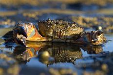 Crab (Eriphia Verrucosa) in Shallow Water, Alentejo, Portugal-Quinta-Photographic Print