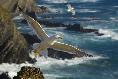 Yellow Legged Gull (Larus Michahellis) in Flight, Cabo Sard?o (Cape) Alentejo, Portugal-Quinta-Framed Premier Image Canvas
