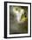 Quipe-Lynne Davies-Framed Photographic Print