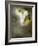 Quipe-Lynne Davies-Framed Photographic Print