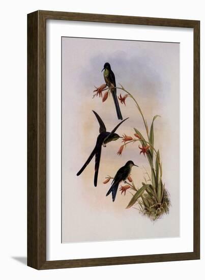 Quito Purpleback, Zodalia Ortoni-John Gould-Framed Giclee Print