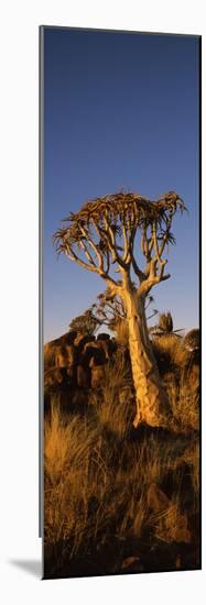 Quiver Tree (Aloe Dichotoma) at Sunset, Namibia-null-Mounted Photographic Print