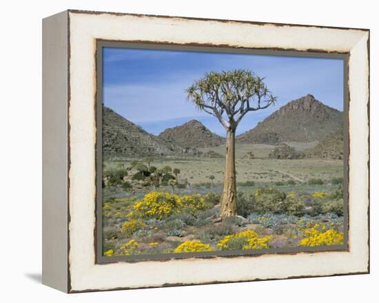 Quiver Tree (Aloe Dichotoma), Goegap Nature Reserve, Namaqualand, South Africa, Africa-Steve & Ann Toon-Framed Premier Image Canvas