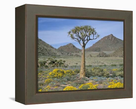 Quiver Tree (Aloe Dichotoma), Goegap Nature Reserve, Namaqualand, South Africa, Africa-Steve & Ann Toon-Framed Premier Image Canvas