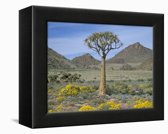 Quiver Tree (Aloe Dichotoma), Goegap Nature Reserve, Namaqualand, South Africa, Africa-Steve & Ann Toon-Framed Premier Image Canvas