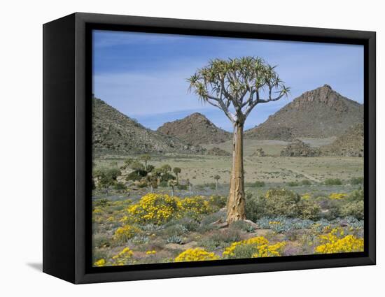 Quiver Tree (Aloe Dichotoma), Goegap Nature Reserve, Namaqualand, South Africa, Africa-Steve & Ann Toon-Framed Premier Image Canvas