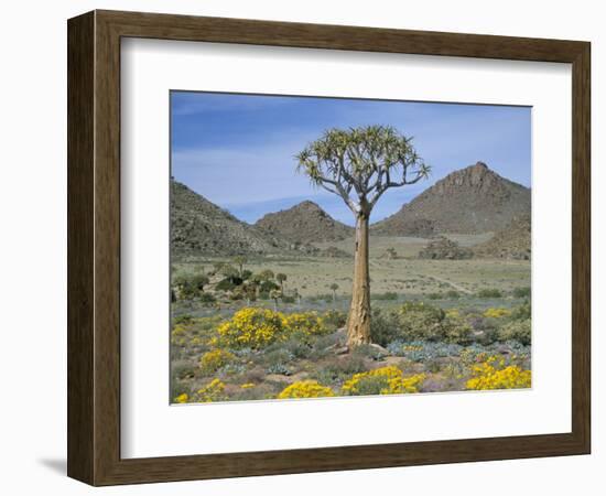 Quiver Tree (Aloe Dichotoma), Goegap Nature Reserve, Namaqualand, South Africa, Africa-Steve & Ann Toon-Framed Photographic Print