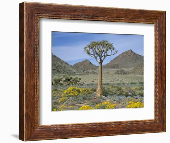 Quiver Tree (Aloe Dichotoma), Goegap Nature Reserve, Namaqualand, South Africa, Africa-Steve & Ann Toon-Framed Photographic Print