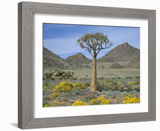 Quiver Tree (Aloe Dichotoma), Goegap Nature Reserve, Namaqualand, South Africa, Africa-Steve & Ann Toon-Framed Photographic Print