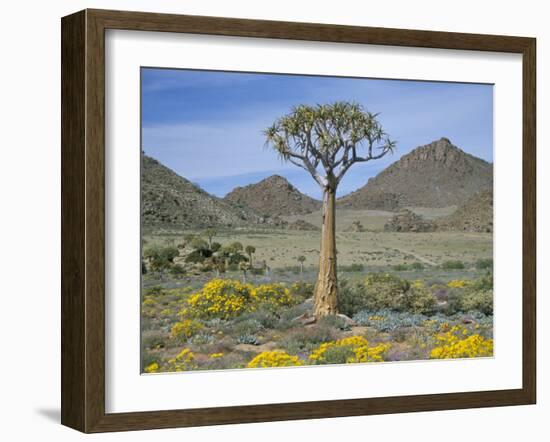 Quiver Tree (Aloe Dichotoma), Goegap Nature Reserve, Namaqualand, South Africa, Africa-Steve & Ann Toon-Framed Photographic Print