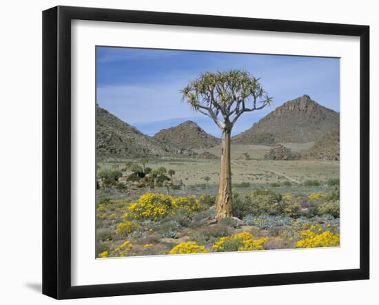 Quiver Tree (Aloe Dichotoma), Goegap Nature Reserve, Namaqualand, South Africa, Africa-Steve & Ann Toon-Framed Photographic Print