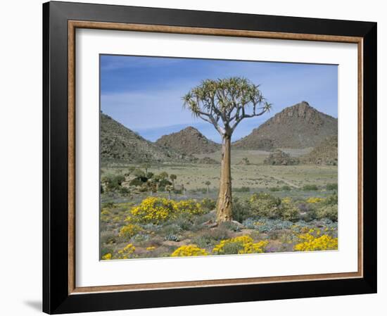 Quiver Tree (Aloe Dichotoma), Goegap Nature Reserve, Namaqualand, South Africa, Africa-Steve & Ann Toon-Framed Photographic Print