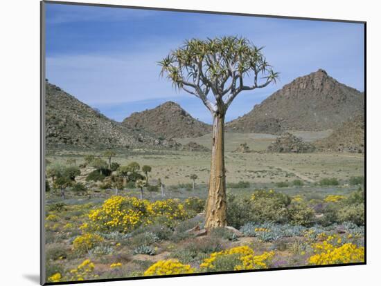 Quiver Tree (Aloe Dichotoma), Goegap Nature Reserve, Namaqualand, South Africa, Africa-Steve & Ann Toon-Mounted Photographic Print