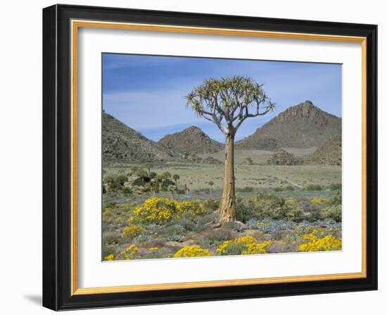 Quiver Tree (Aloe Dichotoma), Goegap Nature Reserve, Namaqualand, South Africa, Africa-Steve & Ann Toon-Framed Photographic Print