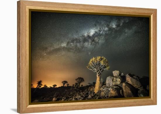 Quiver Tree (Aloe Dichotoma) with the Milky Way at Night-Wim van den Heever-Framed Premier Image Canvas