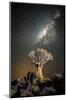 Quiver Tree (Aloe Dichotoma) with the Milky Way at Night-Wim van den Heever-Mounted Photographic Print