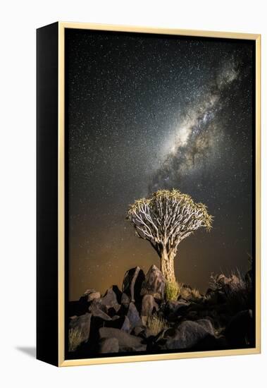 Quiver Tree (Aloe Dichotoma) with the Milky Way at Night-Wim van den Heever-Framed Premier Image Canvas