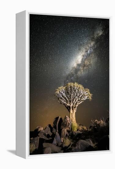 Quiver Tree (Aloe Dichotoma) with the Milky Way at Night-Wim van den Heever-Framed Premier Image Canvas