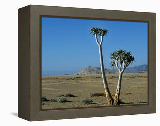 Quiver Tree and Bloodkopje Northern Section of Park-Mark Hannaford-Framed Premier Image Canvas