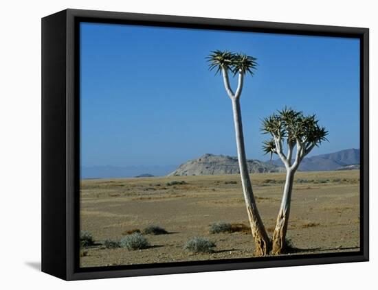 Quiver Tree and Bloodkopje Northern Section of Park-Mark Hannaford-Framed Premier Image Canvas