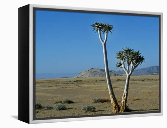 Quiver Tree and Bloodkopje Northern Section of Park-Mark Hannaford-Framed Premier Image Canvas