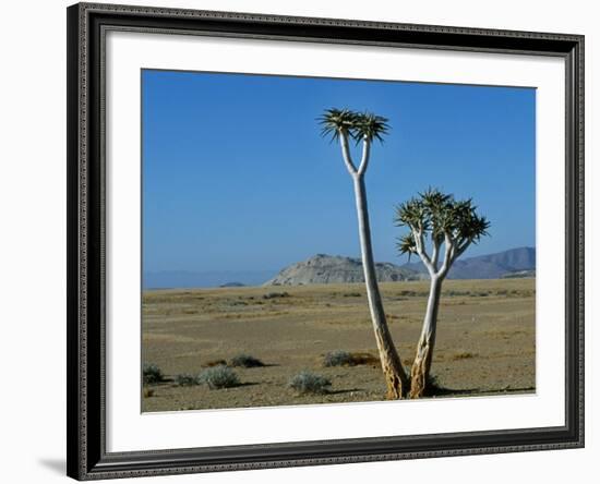 Quiver Tree and Bloodkopje Northern Section of Park-Mark Hannaford-Framed Photographic Print