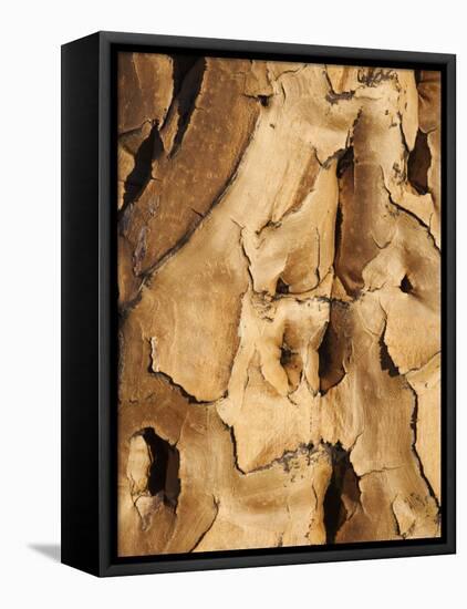 Quiver Tree Bark, Quiver Tree Forest, Keetmanshoop, Namibia, Africa-Ann & Steve Toon-Framed Premier Image Canvas