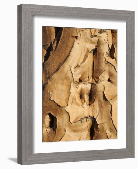 Quiver Tree Bark, Quiver Tree Forest, Keetmanshoop, Namibia, Africa-Ann & Steve Toon-Framed Photographic Print