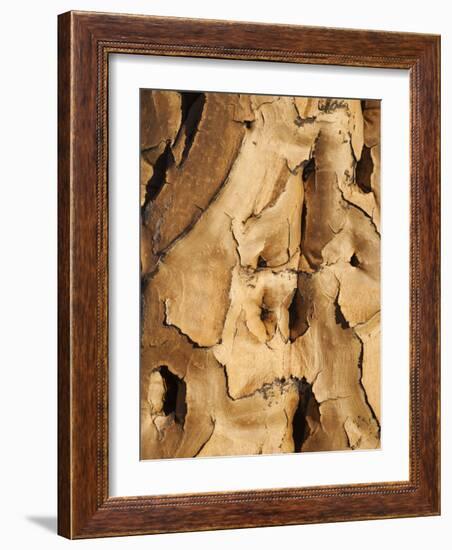 Quiver Tree Bark, Quiver Tree Forest, Keetmanshoop, Namibia, Africa-Ann & Steve Toon-Framed Photographic Print