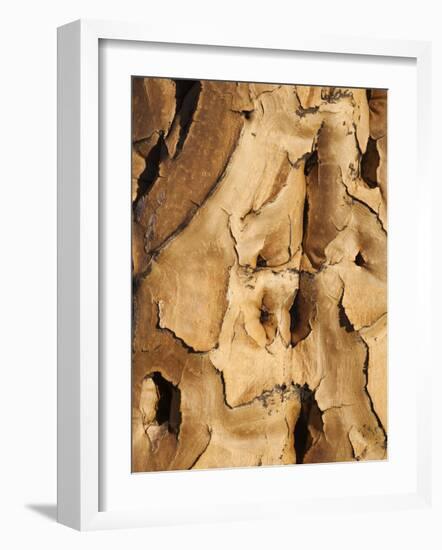 Quiver Tree Bark, Quiver Tree Forest, Keetmanshoop, Namibia, Africa-Ann & Steve Toon-Framed Photographic Print