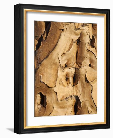 Quiver Tree Bark, Quiver Tree Forest, Keetmanshoop, Namibia, Africa-Ann & Steve Toon-Framed Photographic Print