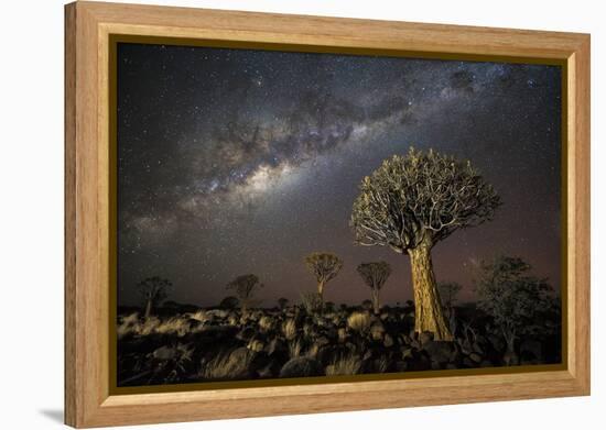 Quiver Tree Forest (Aloe Dichotoma) at Night with Stars and the Milky Way, Keetmanshoop, Namibia-Wim van den Heever-Framed Premier Image Canvas