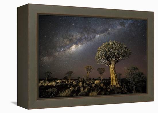 Quiver Tree Forest (Aloe Dichotoma) at Night with Stars and the Milky Way, Keetmanshoop, Namibia-Wim van den Heever-Framed Premier Image Canvas