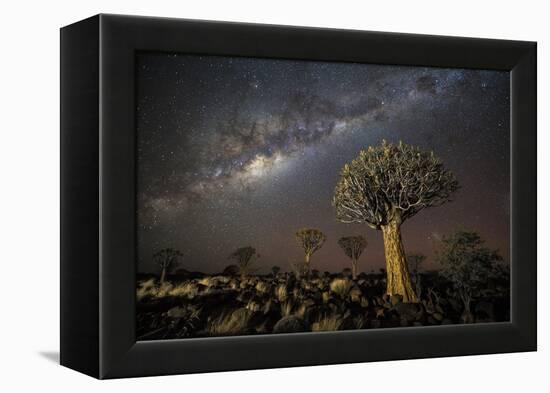 Quiver Tree Forest (Aloe Dichotoma) at Night with Stars and the Milky Way, Keetmanshoop, Namibia-Wim van den Heever-Framed Premier Image Canvas