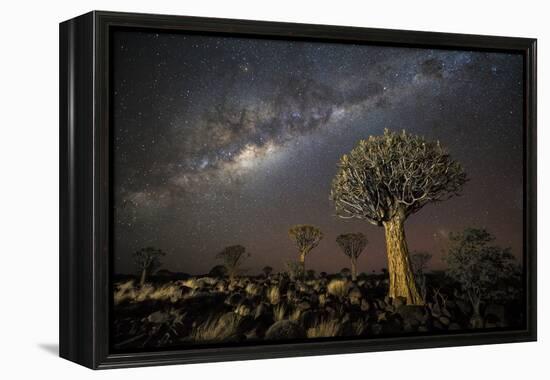 Quiver Tree Forest (Aloe Dichotoma) at Night with Stars and the Milky Way, Keetmanshoop, Namibia-Wim van den Heever-Framed Premier Image Canvas