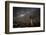 Quiver Tree Forest (Aloe Dichotoma) at Night with Stars and the Milky Way, Keetmanshoop, Namibia-Wim van den Heever-Framed Photographic Print