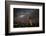 Quiver Tree Forest (Aloe Dichotoma) at Night with Stars and the Milky Way, Keetmanshoop, Namibia-Wim van den Heever-Framed Photographic Print