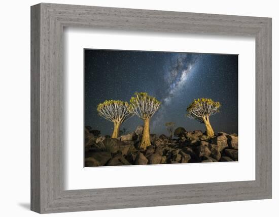 Quiver Tree Forest (Aloe Dichotoma) at Night with Stars and the Milky Way, Keetmanshoop, Namibia-Wim van den Heever-Framed Photographic Print