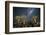 Quiver Tree Forest (Aloe Dichotoma) at Night with Stars and the Milky Way, Keetmanshoop, Namibia-Wim van den Heever-Framed Photographic Print