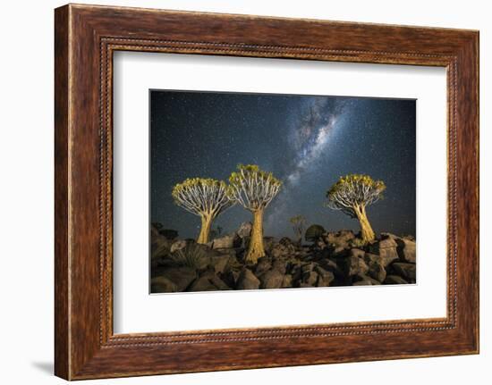 Quiver Tree Forest (Aloe Dichotoma) at Night with Stars and the Milky Way, Keetmanshoop, Namibia-Wim van den Heever-Framed Photographic Print