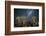 Quiver Tree Forest (Aloe Dichotoma) at Night with Stars and the Milky Way, Keetmanshoop, Namibia-Wim van den Heever-Framed Photographic Print