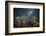 Quiver Tree Forest (Aloe Dichotoma) at Night with Stars and the Milky Way, Keetmanshoop, Namibia-Wim van den Heever-Framed Photographic Print