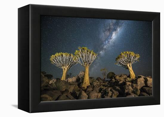 Quiver Tree Forest (Aloe Dichotoma) at Night with Stars and the Milky Way, Keetmanshoop, Namibia-Wim van den Heever-Framed Premier Image Canvas