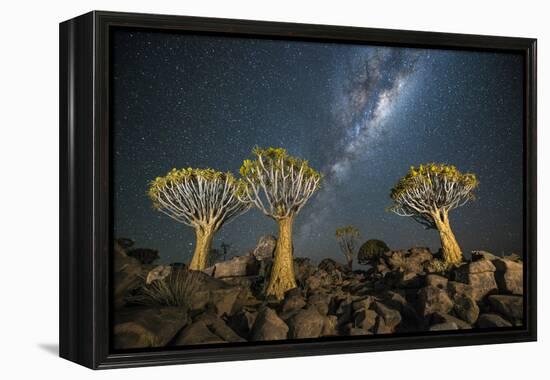 Quiver Tree Forest (Aloe Dichotoma) at Night with Stars and the Milky Way, Keetmanshoop, Namibia-Wim van den Heever-Framed Premier Image Canvas