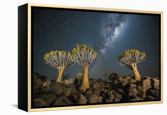 Quiver Tree Forest (Aloe Dichotoma) at Night with Stars and the Milky Way, Keetmanshoop, Namibia-Wim van den Heever-Framed Premier Image Canvas