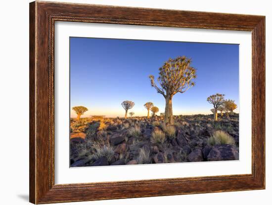 Quiver Tree Forest Outside of Keetmanshoop, Namibia at Dawn-Felix Lipov-Framed Photographic Print